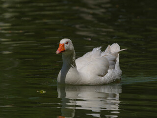 cute goose in the river