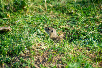 european ground squirrel sitting in green grass