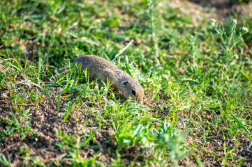 european ground squirrel in green grass