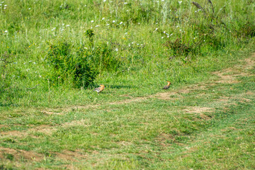 two eurasian hoopoes in grass © Andrey