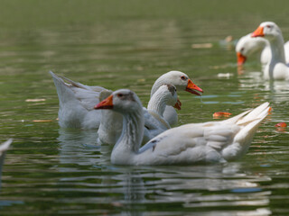 cute geese in the lake