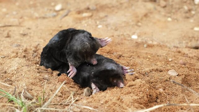 Pair mating moles on the sand background side view close-up. Breeding season. Reproduction of talpa europaea. An animal with black fur. Garden pest concept. An museum exhibit. High quality 4k footage.