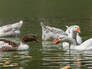 cute geese in the lake
