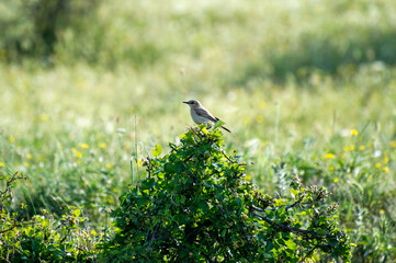 the northern wheater perched on a bush
