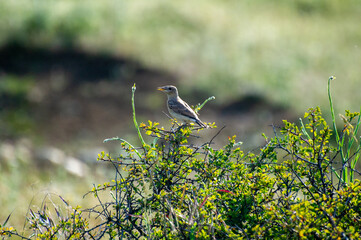 the northern wheater perched on a bush