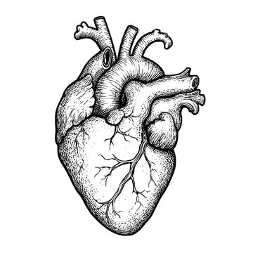 Anatomical human heart vector with hand-drawn line and dotwork style