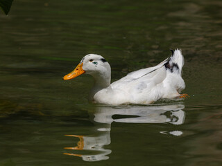 cute goose in the river