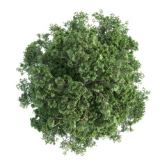 Fototapeta premium Overhead View Of A Lush Green Tree. Isolated On White Background. Use In Landscaping And Architecture Projects.