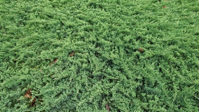 Juniperus Procumbens Nana. Landscaped Chinese juniper evergreen conifer, thuja. Strong-growing mat-forming plant. Beautiful English style cottage garden. Ornamental plant composition. Real Video 4K