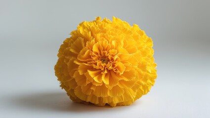 Bright orange colored flower with attractive petals set against a white background placed on a white floor. Close-up view of an orange flower on a white background.
