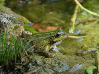 cute frog in a swamp