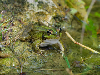 cute frog in a swamp