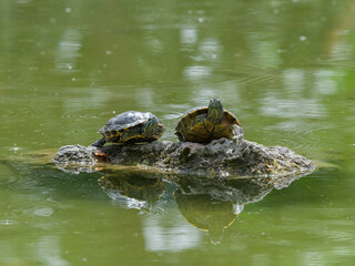 Turtles on a rock in the lake