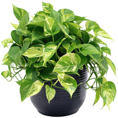 Golden Pothos In A Pot. Indoor Evergreen Vine. Home Gardening, Urban Jungle Concept. Isolated On White.