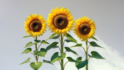 Obraz premium Bouquet of sunflowers isolated on a white background.