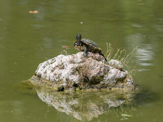 turtle on a rock in the pond