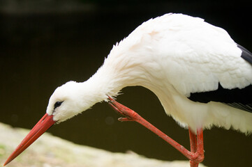 white stork ciconia