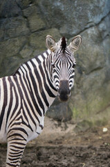 zebra eating grass