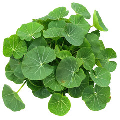 Overhead Shot Of Lush Green Nasturtium Leaves Against A White Backdrop.