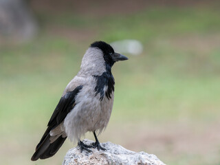 Fototapeta premium A beautiful crow in nature
