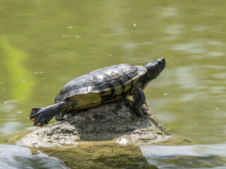 Fototapeta premium turtle on a rock in the pond
