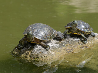 Turtles on a rock in the lake