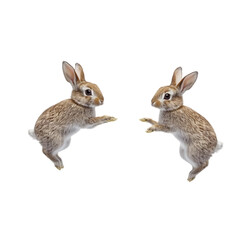 Fototapeta premium Two Brown Rabbits Standing on Transparent Background.