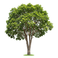 A lush green tree isolated on transparent background