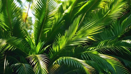 Fototapeta premium Close-up of green palm leaf texture, leaf of Dwarf date palm (Phoenix loureiri Kunth).