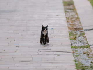A cute black and white cat in the park