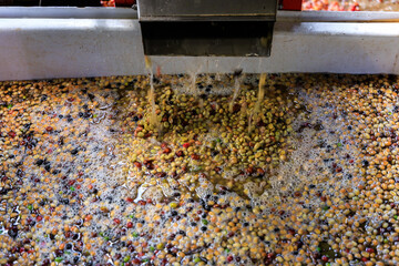 Freshly Harvested Coffee Being Pulped in a Coffee Processing Facility and fall into the container.