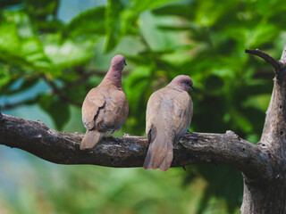 cute doves on tree branch