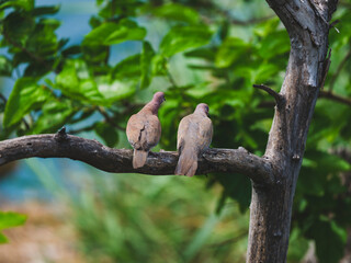 cute doves on tree branch