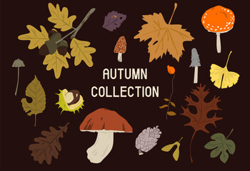 Fall, botanical natural design. Autumn leaves, foliage circle decoration. Seasonal leaf, branch, floral forest elements. Flat vector illustration isolated on white background.