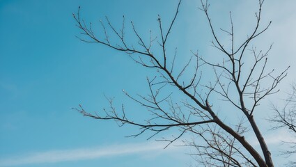 Cherry plum tree branches with flower buds - Latin name - Prunus cerasifera