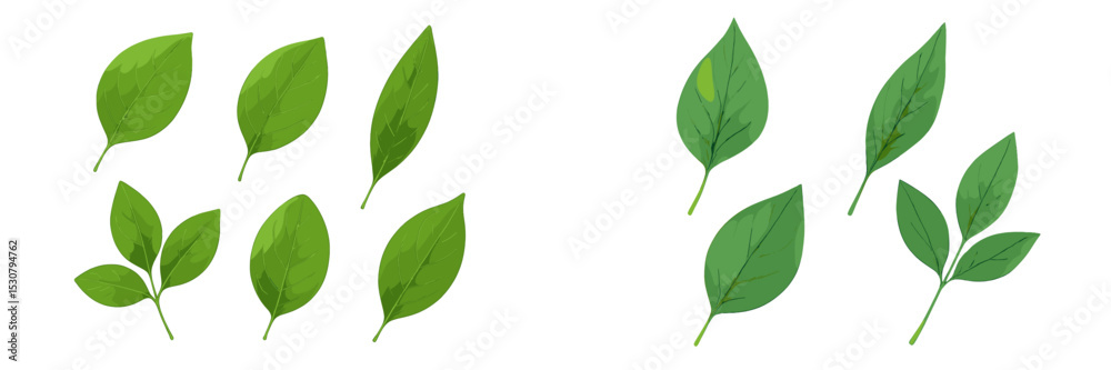 Poster Various types of green leaves arranged on a white background showcasing different shapes and textures