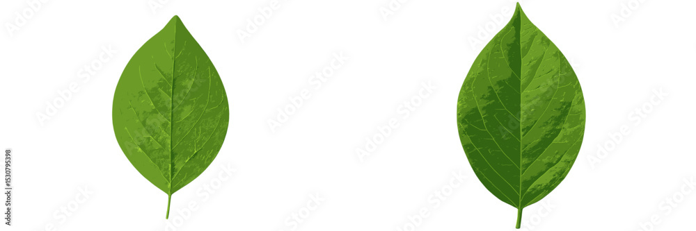 Aufkleber two green leaves displayed side by side showing fine details of texture and shape under bright light