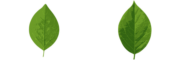 Obraz premium Two green leaves displayed side by side showing fine details of texture and shape under bright lighting
