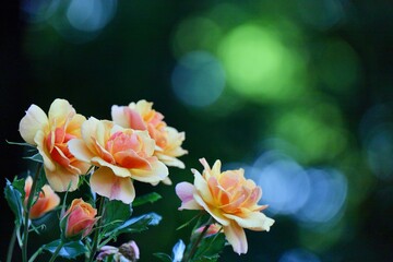 Roses in the Sunlight