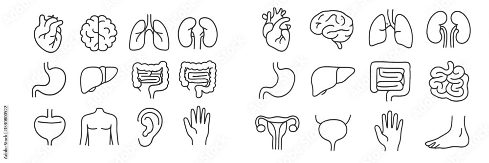 Poster human anatomy illustration displaying vital organs and body parts in a simple line art style for edu