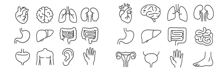 Human anatomy illustration displaying vital organs and body parts in a simple line art style for educational purposes