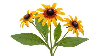 Isolated Black Eyed Susan Flowers