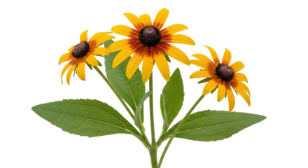 Isolated Black Eyed Susan Flowers