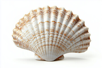 Striated Scallop Shell White and Brown Textured Detail on White Background, Marine Life
