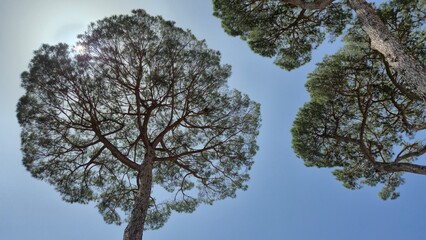 Italian Stone Pine trees (Pinus pinea), low-angle wide view against blue sky