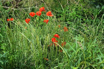 red poppies in the grass