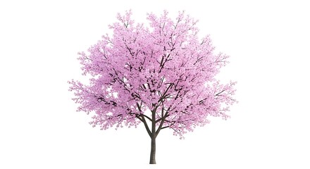 Obraz premium Isolated pink cherry blossom tree on white background