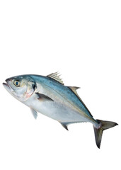 Fototapeta premium fish on white background