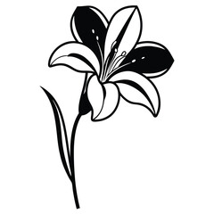Monochrome lily flower is depicted with contrasting black and white patterns in detail