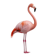 Fototapeta premium Rose Flamingo on Transparent, Tropical Design Element